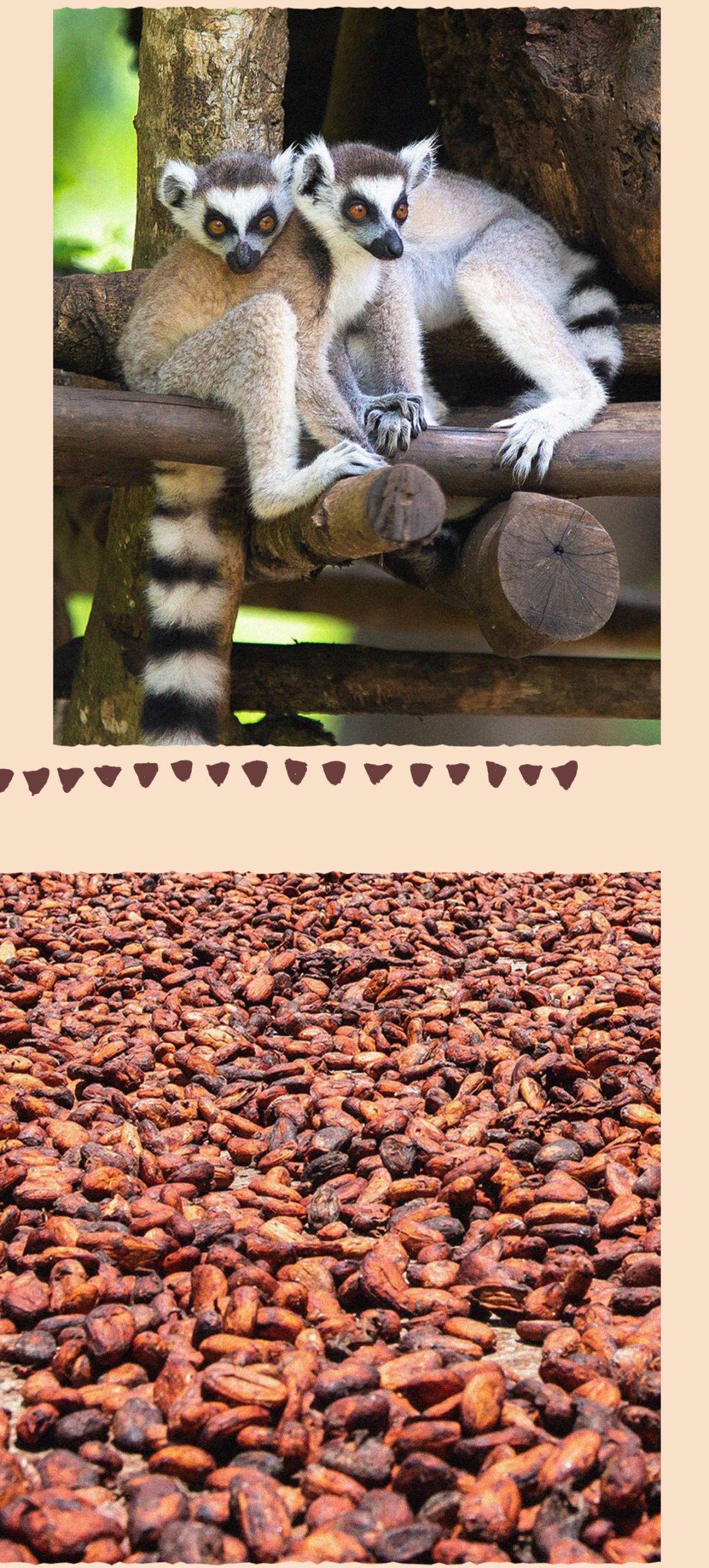 PTMK_Web_Madecasse_Lemurs1